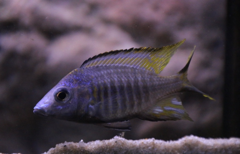 Aulonocara aquilonium 'Mdoka Reef'